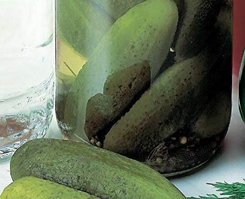 Seeds of Vegetable Cucumber Venlo Pickling (Gherkin)