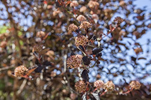 Physocarpus opulifolius 60–100 cm – Winterhart, Mehrjährig, Pflegeleicht – Blasenspiere – Heckenpflanze für Garten & Sichtschutz