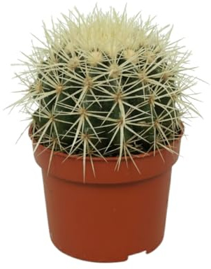 Cactus de Colección | DECOALIVE Bola de Oro Kroenleinia Grusonii Maceta 10 cm Altura 10-12 cm