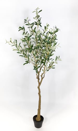 2 Stück - Olivenbäume ZF (180cm)