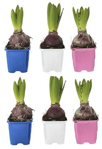 Bulbos de Jacintos para Jardín Pack de 6 Unidades Bulbos Hyacinthus