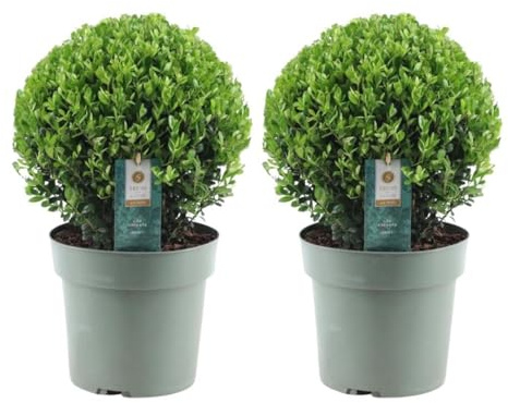 Ilex crenata 'Jenny' – Stechpalme Kugeln – Ø25cm – 2 Pflanzen – Buchsbaum-Alternative – Pflegeleichte & Winterharte Gartenpflanzen