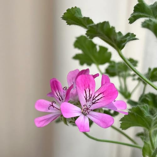 Semi di gerani profumati, decorazioni giardino per esterni Geranio limone, balcone resistenti per giardini rocciosi resistenti raro esotico semi di 300pcs