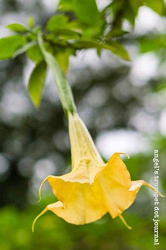 Angel's Trumpet Dot Journal: Transformation and Rebirth