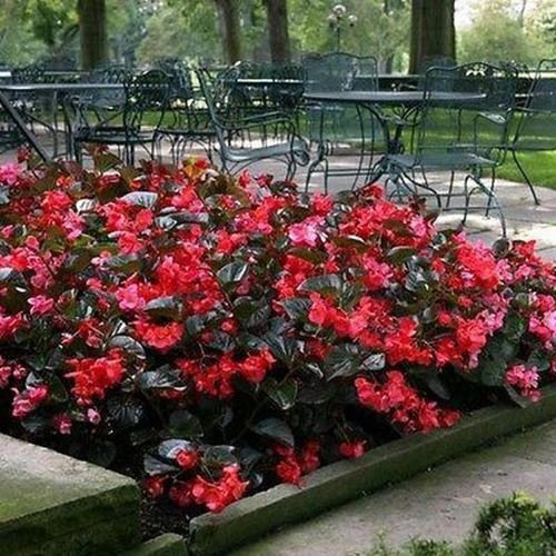 Semi Begonia Wax Red Flower (Begonia Semperflorens Red) 200 + Seeds