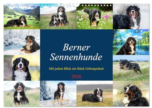 Berner Sennenhunde - Mit jedem Blick ein Stück Geborgenheit (Wandkalender 2026 DIN A3 quer), CALVENDO Monatskalender: Bilder die Herz und Seele berühren (CALVENDO Tiere)