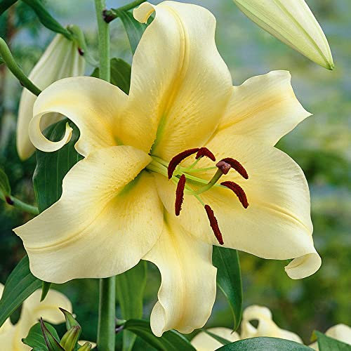 2 x Lilium Tree Lilies Honeymoon Bulbs – Warm Yellow Blooms – Perennial – Long-Lasting Blooms for Cut Flowers – for Your Beautiful Garden