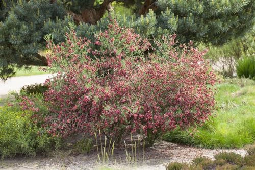 Cytisus scoparius 'Windlesham Ruby' 60–80 cm – Winterhart, Mehrjährig, Pflegeleicht – Besenginster – Zierstrauch für Garten & Beet