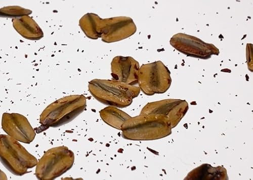 Giant Redwood Seeds | Sequoiadendron giganteum Tree Seeds - Trusted UK Stock, 50