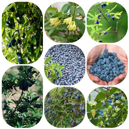 Semi di mirtillo siberiano - giardino balcone serra esotici estremamente resistenti 150pcs