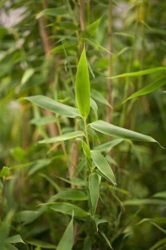 Fargesia murieliae 'Simba' 80-100 cm - Gartenbambus, immergrün, ideal für Hecken und Sichtschutz, winterhart, pflegeleicht