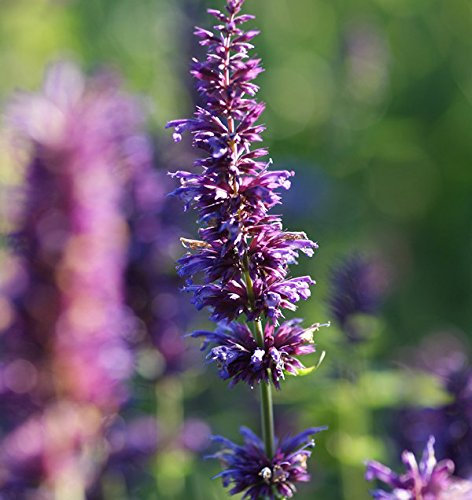 Duftnessel Purple Haze - Agastache foeniculum