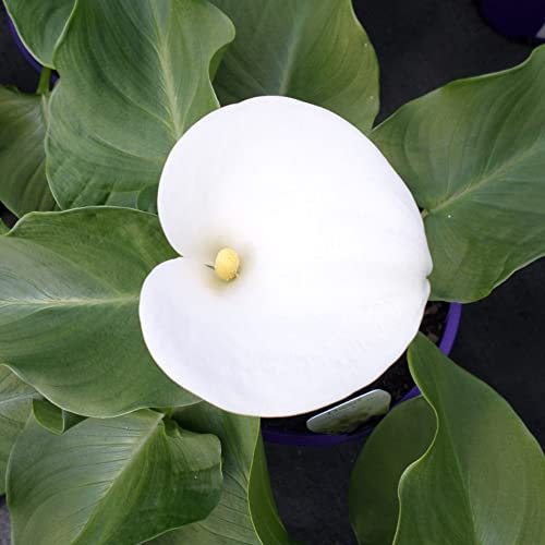 Bulbi di giglio di calla fiori recisi squisito perenni regalo-20 Bulbis,E