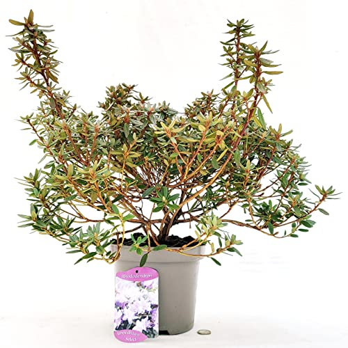 POWERS TO FLOWERS - RODODENDRO A FIORE PICCOLO LILLA, RHODODENDRON, IMPEDITIUM SELECT, IN VASO 24CM DIAMETRO, pianta vera