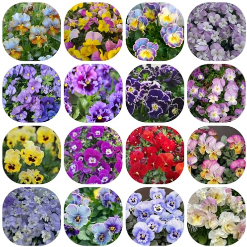 semi di viola del pensiero - perenni resistenti balcone decorazione soggiorno da giardino 150pcs
