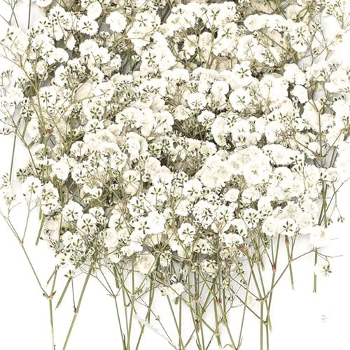 Ruzister 50 Stück Trockenblumen, kleine Baby-Atem-Blumen, echte Natur, weiß und zart, für DIY-Kerze, Harz, Schmuck, Nagelkunst, Kunsthandwerk