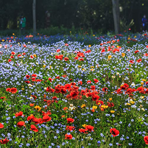 Miscela di semi di fiori selvatici, fiori perenni resistenti facili da coltivare, eccellente miscela per tutti gli usi, ideale per aiuole e bordi, vasi e contenitori per terrazze (100000-1000000 +)