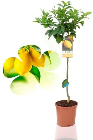 Beija-flores - Citronnier 4 Saison Medium H-60/100 cm