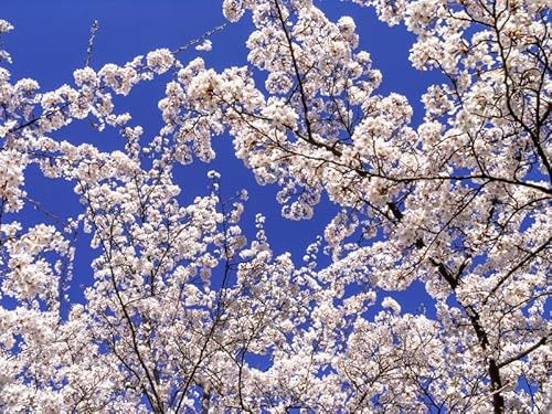 Japanische Maienkirsche/Yoshino-Kirschbaum, Prunus yedoensis, 80-120cm im Topf