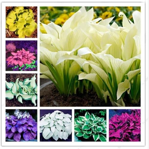 Hosta,erbacee perenni,bulbi da fiore resistenti,bulbi belli e sani,facile da curare,bellissima.(no semi,no bulbi,non artificiali)-6Wurzel-F