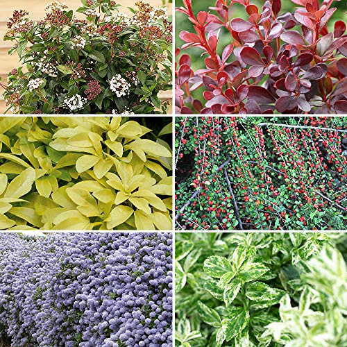 YouGarden Evergreen Shrub Collection, Year Round Colour, Six Plants in 9cm Pots