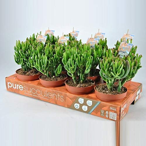 Portal Cool Planta carnosa Crassula 'Hobbit' En A 12cm de Pot X 1. Dedo de Jade, árbol del Dinero