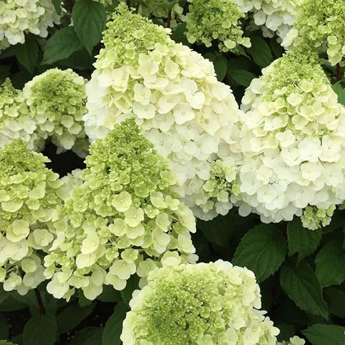 GARTEN SCHLÜTER® Rispenhortensie Magical Mont Blanc weiß | Hortensie winterhart & mehrjährig - Hydrangea paniculata - 1 Pflanze