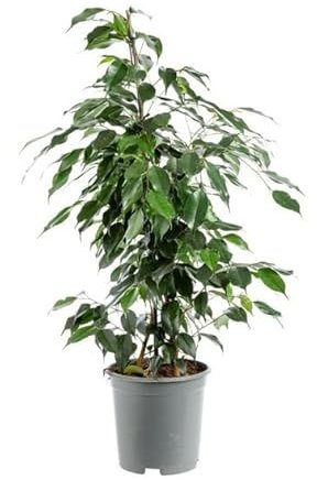 Ficus Benjamina Natural de 17cm de Maceta - Planta de Interior de Fácil Mantenimiento