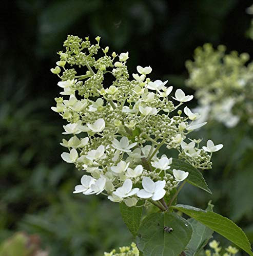 Rispenhortensie Unique 60-80cm - Hydrangea paniculata