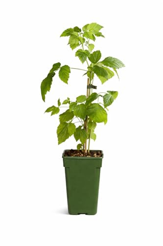 Gelbe Himbeere Rubus idaeus Golden Bliss – Topfgröße 30–35 cm | Süße, aromatische Früchte | Winterhart & pflegeleicht | Naschgarten, Terrasse & Balkon