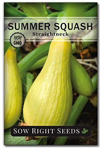 Sow Right Seeds - Straight Neck Yellow Squash Seeds for Planting - Non-GMO Heirloom Packet with Instructions to Plant a Home Vegetable Garden - Grow Tasty Summer Squash at Home, Great for Cooking (1)