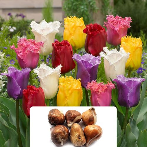 4 Tulip Crispa Mixed Bulbs – Fringed Tulipa Variety – Beautiful Satin-Like Flowers – Ideal for Beds, Borders, Pots, or Containers – Specially Cultivated for UK Climate