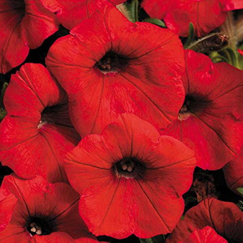 Park Seed Shock Wave Red Petunia Seeds, Early-Blooming Self-Cleaning Spreading Variety with Compact Habit, Weather Resistant for Baskets and Beds, Pack of 10