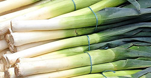 Batch of 250 Large Summer Leek Seeds - Summer and Tasty Variety - Ideal for Summer Dishes - 100% Natural - Perfect in Gratin and pan-Fried - Germination Guarantee - 100% Reproducible