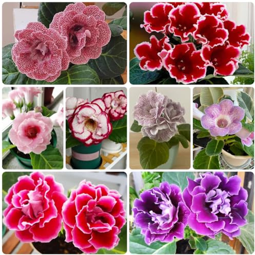 semi di gloxinia - giardino roccioso resistenti, rare, decorazione del soggiorno balcone, campo balcone 25pcs