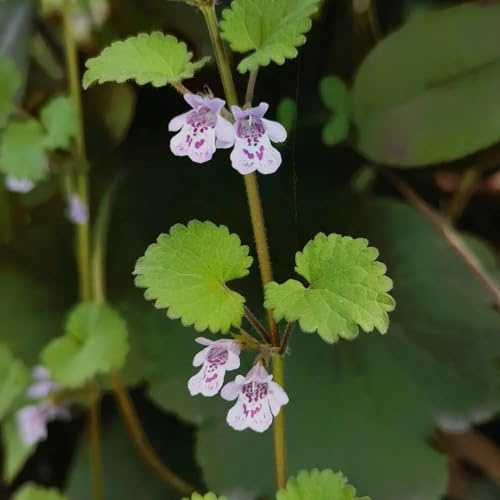 semi biologici di edera terrestre - interno giardino perenni resistenti aiuole 350pcs