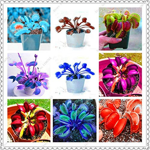 Seeds. 50 PC/Dionaaaaaaaaaaaaaaaea giant clip by venus fly trap seeds insectivorous garden of The plant of The rare family bonsai plants in vase: mixed: Only Seeds