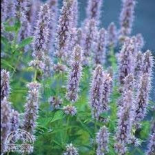 25 semi di JF419 Honey Bee Blu (Agastache urticifolia)