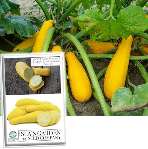 Early Prolific Yellow Straightneck Summer Squash Seeds for Planting, 50+ Heirloom Vegetable Seeds Per Packet, (Isla's Garden Seeds), Non GMO Seeds, Scientific Name: Cucurbita Pepo, Great Gift Idea