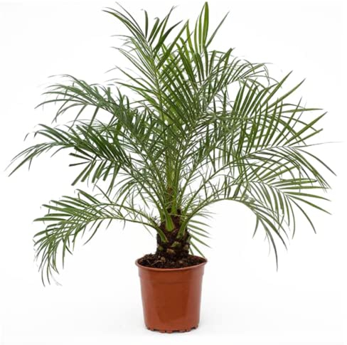 Plant in a Box - Phoenix roebelenii - Höhe 80-90cm - Zwergdattelpalme -Luftreinigende Zimmerpflanze groß - Topf 21cm