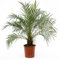Plant in a Box - Phoenix roebelenii - Palmera datilera enana - Planta de interior purificadora del aire - Maceta 21cm - Altura 80-90cm