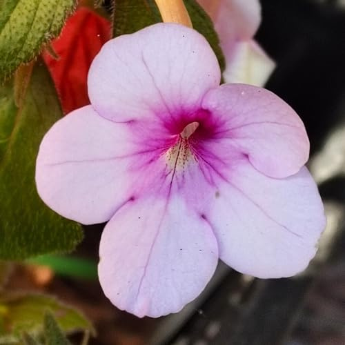 Achimenes Schiefteller  verschiedene Sorten  5 Rhizome/Knollen (Achimenes Schiefteller  Peach Plossom )