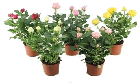 Rosas Mini - Pack 5 Unidades - Plantas Naturales con Flores de Colores Rosales Mini para el Hogar