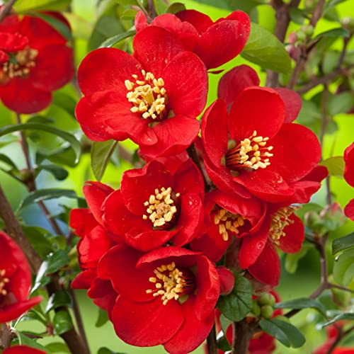 Cognassier du Japon 'Nicoline' – Chaenomeles superba 'Nicoline' 30-40 cm pot | Arbuste ornemental, floraison rouge écarlate, parfait haie & massif
