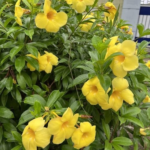 Semillas de adelfa, jardín de adelfa nerium de semillas de Las perennes son perennes resistentes 50pcs