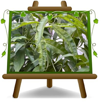 Porte-greffe Pêcher Franc en pot : Ø 20 cm, hauteur 150~170 cm, âge : 2 ans.