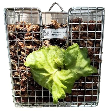 Bohany Staghorn Fougère murale en métal inoxydable - Kit de montage mural pour - d'orchidées vertical pour salon, balcon, jardin, chambre à coucher, terrasse