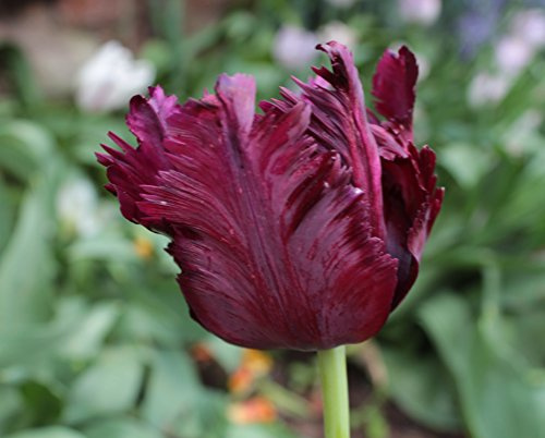 Papagein Tulpen Black Parrot Tulpenzwiebeln (20 Blumenzwiebeln)