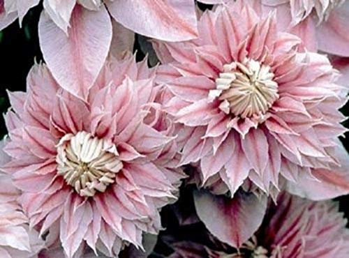 50 Double Light Pink Clematis Seeds Bloom Climbing Perennial Flowers Seed Flower Vine Climbing Perennial