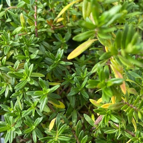 Plant Sarriette Pépinière Pot 1,5L